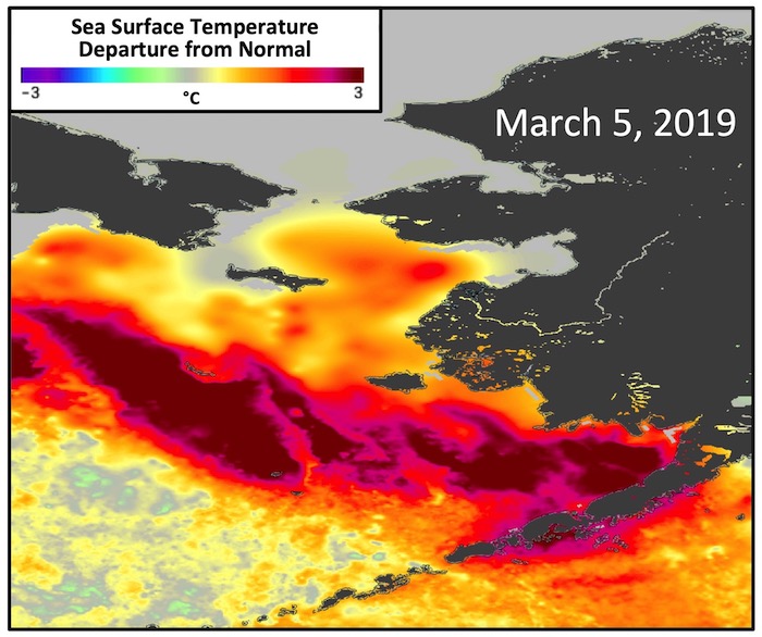 Figure 3. Sea surface temperature (SST) departure from normal (anomaly) on 5 March 2019, which is the date of the lowest sea ice coverage in the Bering Sea in March of 2019 (see Figure 1). The normal or average SST condition is defined over years 2003–2014. Image Source: Daily, 1km SST anomalies based on the GHRSST Multiscale Ultrahigh Resolution SST dataset, accessed from the PO.DAAC at the NASA Jet Propulsion Laboratory.