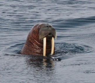 A male walrus seen from aboard the USCGC Healy icebreaker on the Chukchi Sea. Photo by Tim Sullivan, Courtesy of Andrea Skloss (PolarTREC 2013), Courtesy of ARCUS.