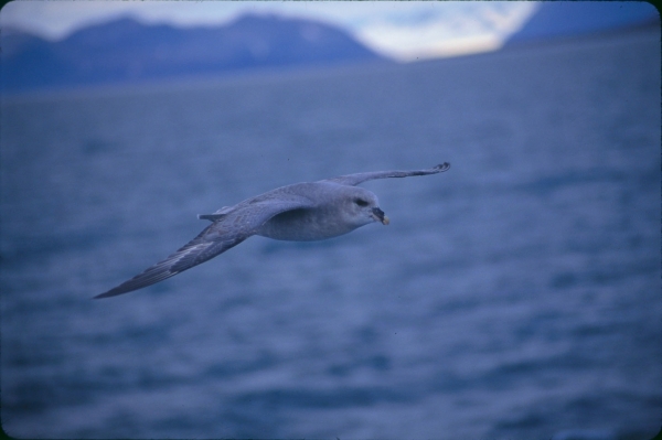 Concerted international efforts are needed to conserve staging and wintering wetland areas for Arctic waterbird migrants.. Photo courtesy of ARCUS.