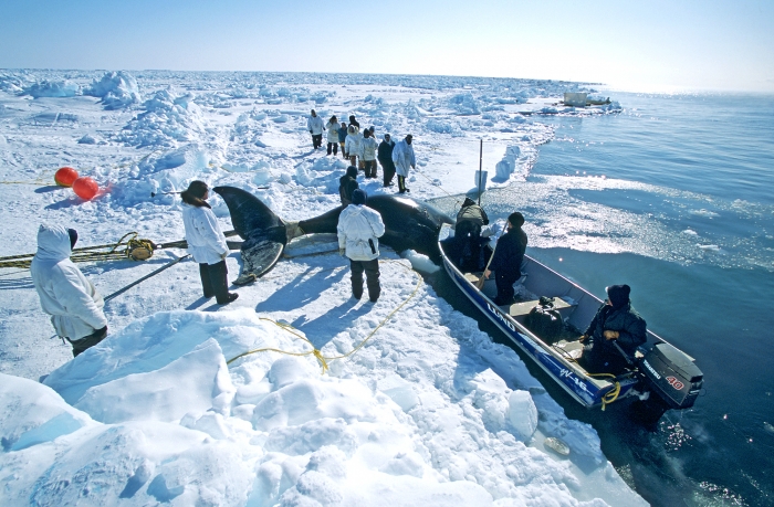 The art, ceremony, and spiritual beliefs associated with whaling traditions are explored in the online exhibit &quot;Sharing Knowledge.&quot; Image courtesy of the Arctic Studies Center.