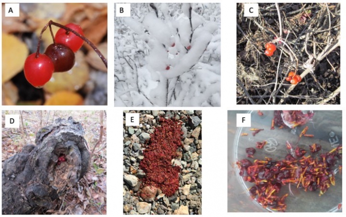 Figure 1. The importance of winter fruits. (A) Two ripe and one rotten fruits of Viburnum edule (highbush cranberry) in fall. (B) Highbush cranberry plant in early November. (C) Highbush cranberry fruits in May, after snowmelt. (D) A highbush cranberry cache made by an unidentified animal (possibly a vole). (E) Bear feces full of highbush cranberry seeds. (F) The contents of the crop of a ptarmigan in mid-winter filled with Vaccinium vitis-idaea (lingonberry) fruits. Photo courtesy credits: (A) A. Ruggles. 