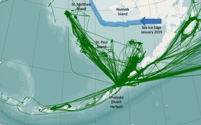 Figure 8a1.  Fishing Vessel Tracts in the Bering Sea for January 2019. The majority of fishing vessel traffic in the southern and central Bering Sea is northeast of Unalaska and along the edge of the Bering Sea shelf south and west of St. Matthew Island.  The ice edge is highlighted in blue.  Source: NSIDC and Arctic Shipping Traffic Data (ASTD). 