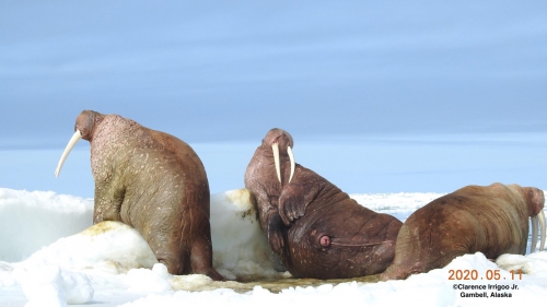 Walrus near Savoonga.