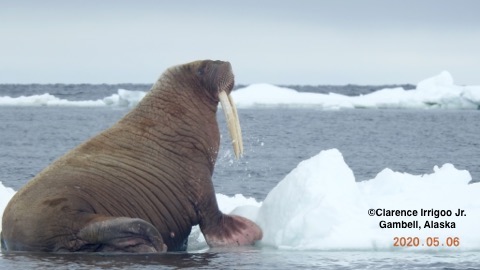 Walrus near Gambell.