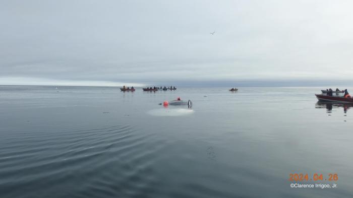 Hunters working together on south side of St. Lawrence Island. Photo courtesy of Clarence Irrigoo, Jr. 