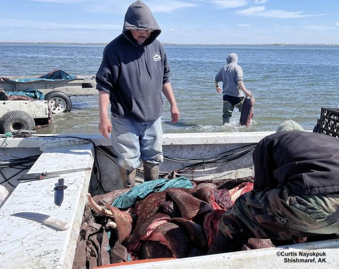 End of the hunting season in Shishmaref. Photos courtesy of Curtis Nayokpuk.