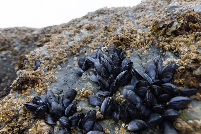 Mussels