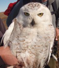 Female snowy owl. Photo by Elizabeth Eubanks